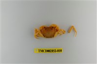 藏品(太魯閣澤蟹)的圖片